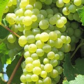 Primavera del Prosecco DOCG & Delizie D'Autunno